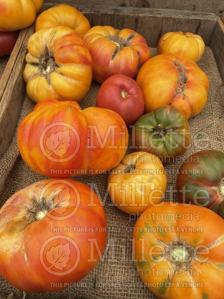 Heirloom tomatoes - Solanum lycopersicum (tomato) 1