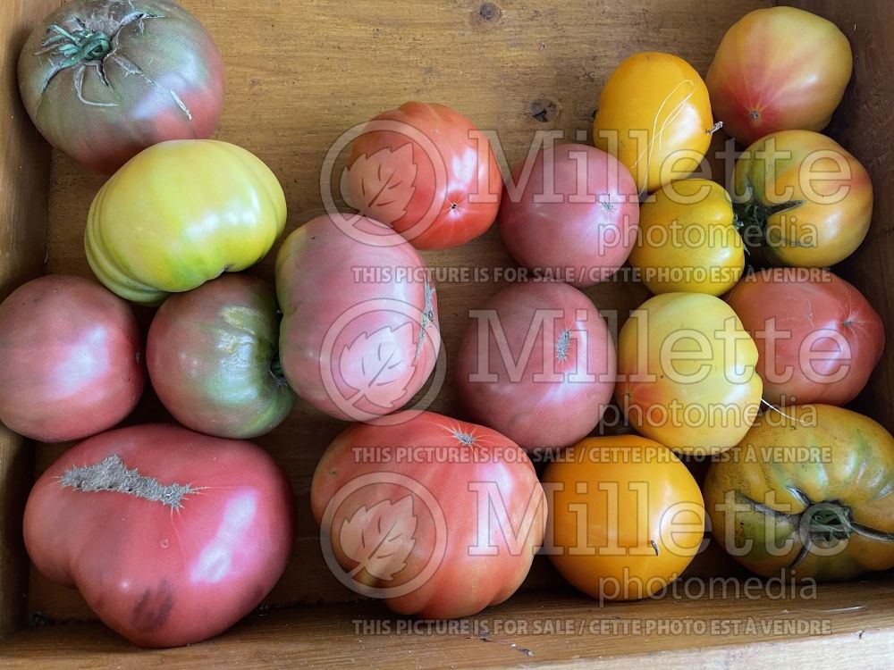 Heirloom tomatoes - Solanum lycopersicum (tomato) 3