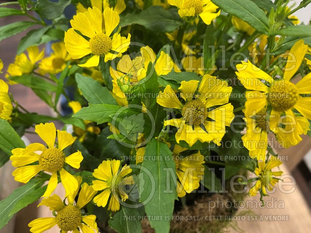 Helenium HayDay Yellow (Sneezeweed Dog-tooth Daisy) 2