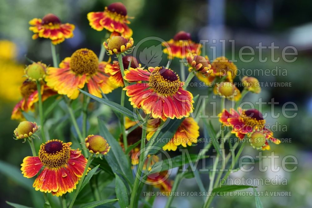 Helenium Salud Embers (Sneezeweed Dog-tooth Daisy) 1