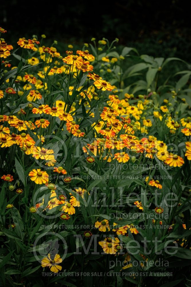 Helenium Betty (Sneezeweed Dog-tooth Daisy) 2