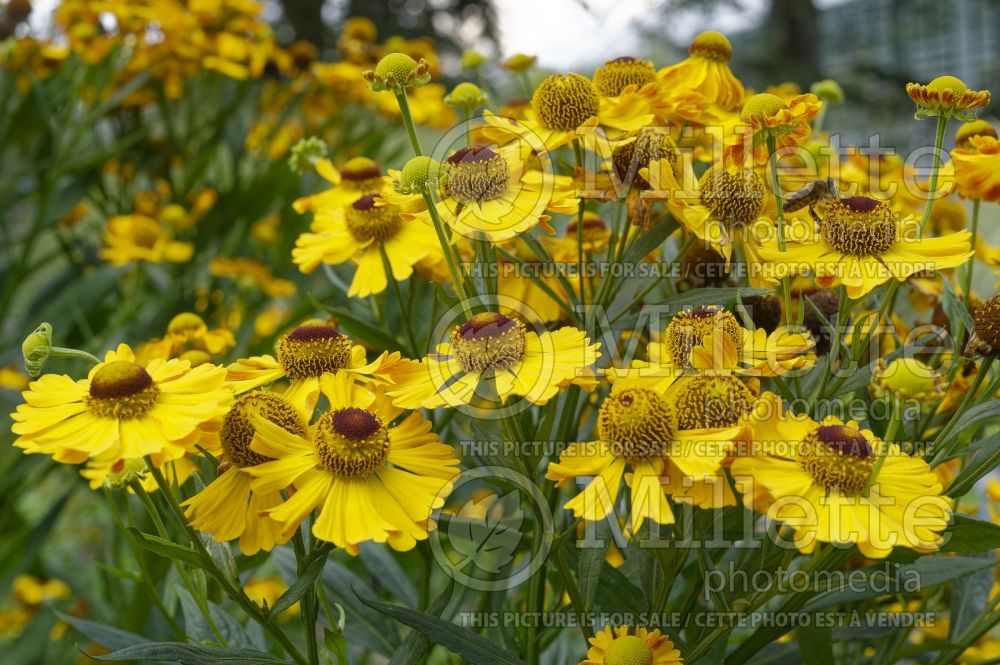 Helenium Goldrausch (Sneezeweed Dog-tooth Daisy) 2