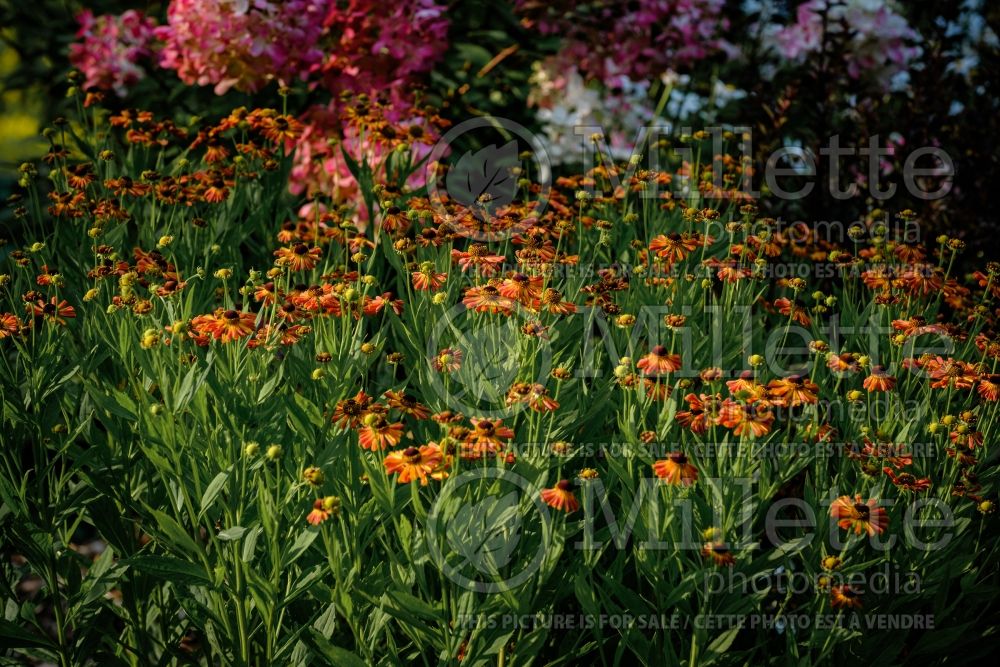 Helenium Loysder Wieck (Sneezeweed Dog-tooth Daisy) 4