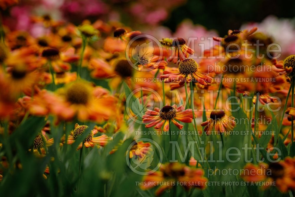 Helenium Loysder Wieck (Sneezeweed Dog-tooth Daisy) 6