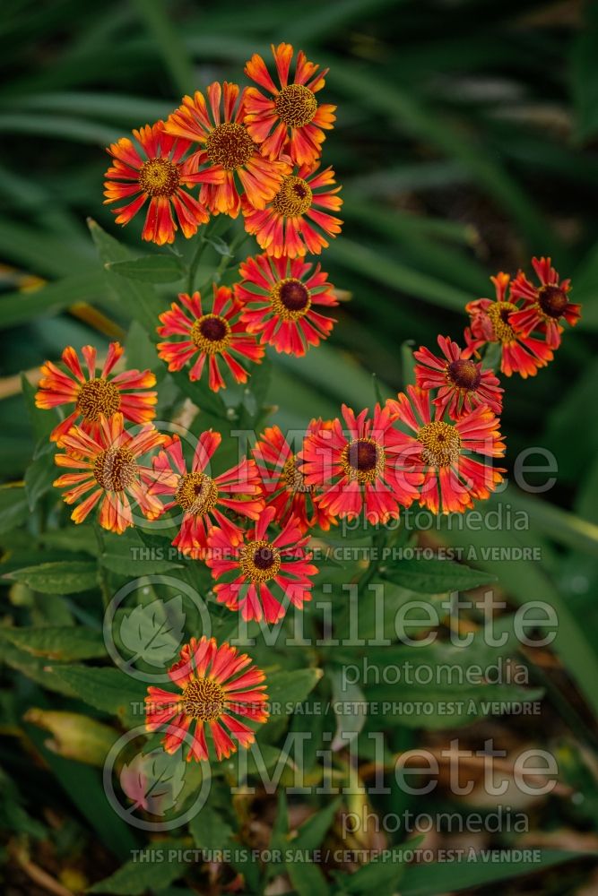 Helenium Siesta (Sneezeweed Dog-tooth Daisy) 1