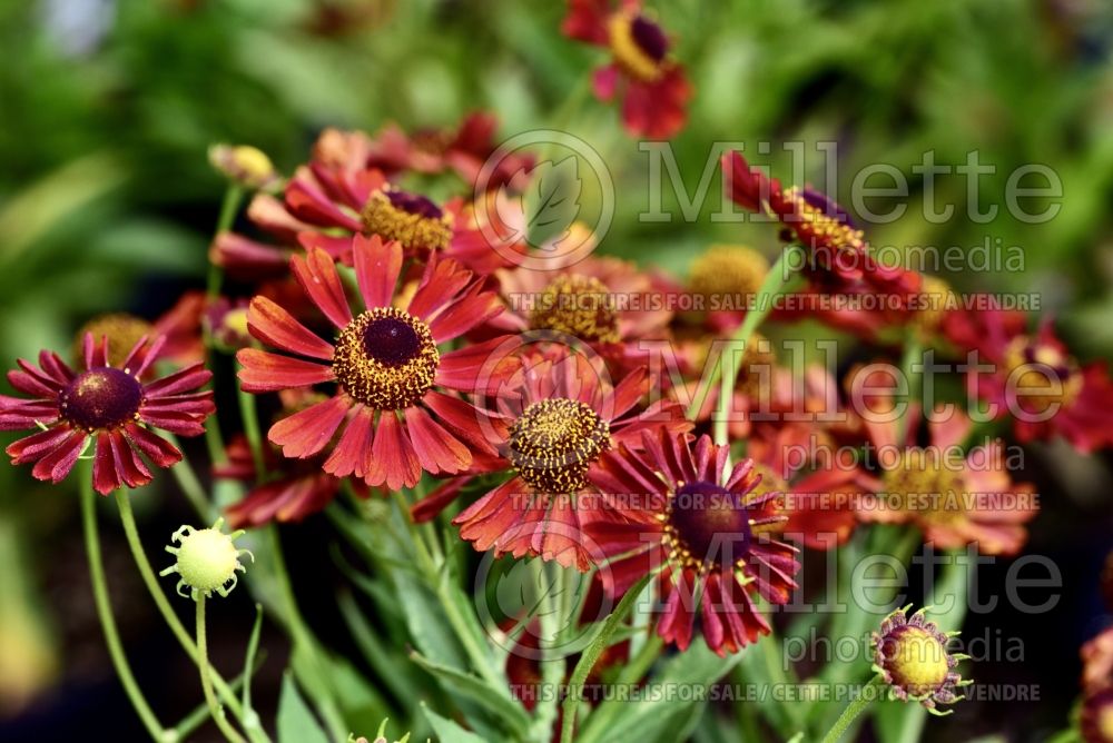 Helenium Siesta (Sneezeweed Dog-tooth Daisy) 2