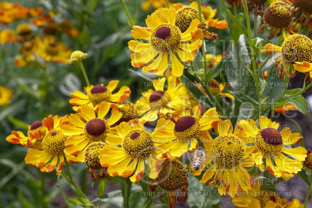 Helenium Rauchtopas (Sneezeweed Dog-tooth Daisy) 1