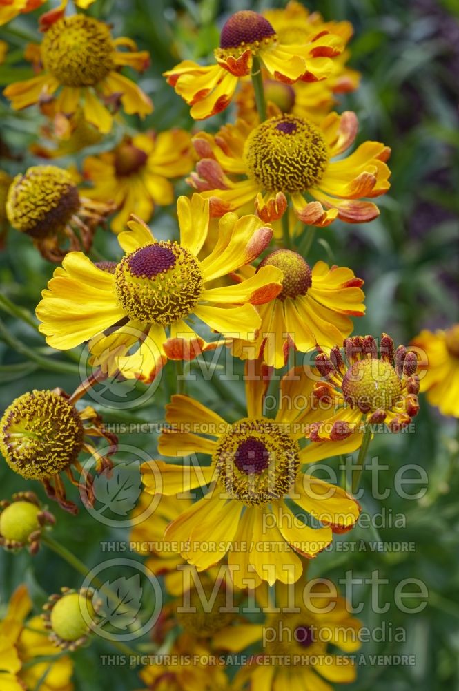 Helenium Rauchtopas (Sneezeweed Dog-tooth Daisy) 2