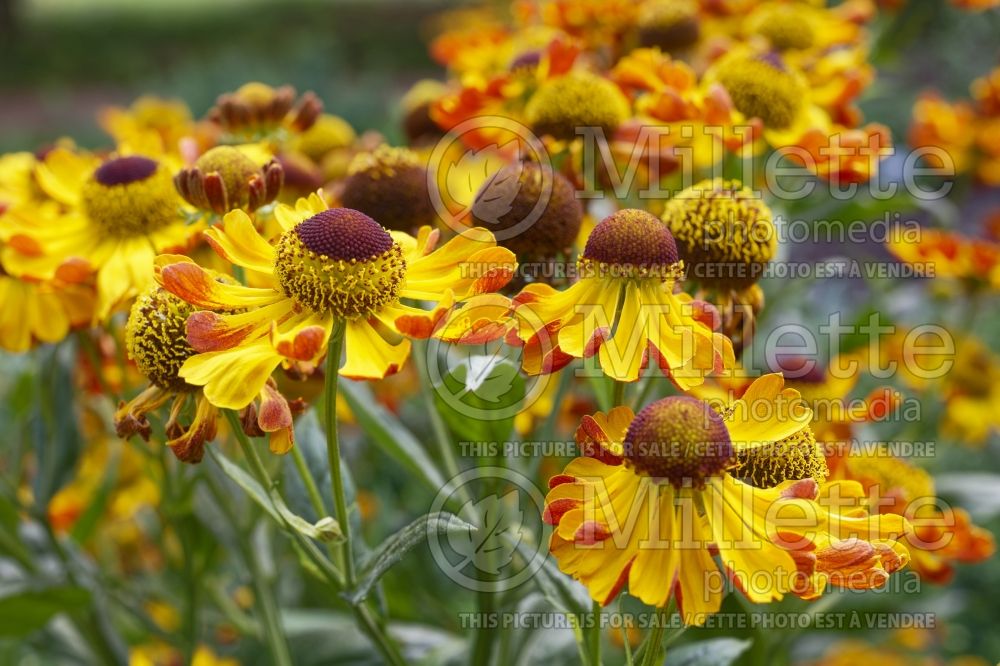 Helenium Rauchtopas (Sneezeweed Dog-tooth Daisy) 3