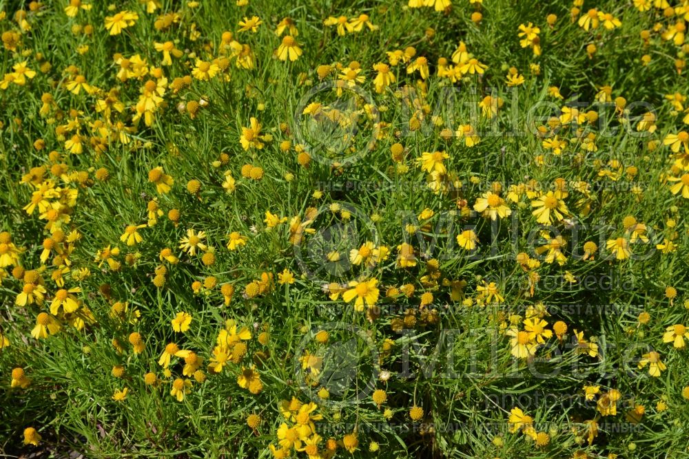 Helenium Dakota Gold (Sneezeweed Dog-tooth Daisy) 1 