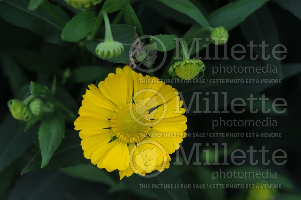 Helenium automnale Helena Gold (Sneezeweed Dog-tooth Daisy)  4