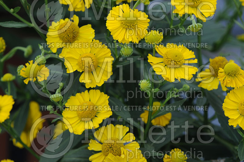 Helenium automnale Helena Gold (Sneezeweed Dog-tooth Daisy) 1 