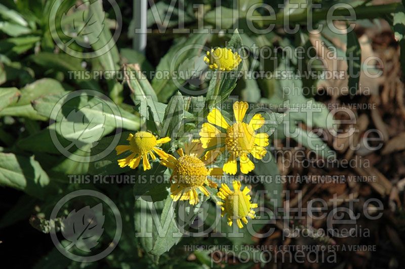 Helenium automnale Helena Gold (Sneezeweed Dog-tooth Daisy)  3