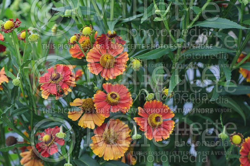 Helenium Helena Rote Tone (Sneezeweed Dog-tooth Daisy)  1