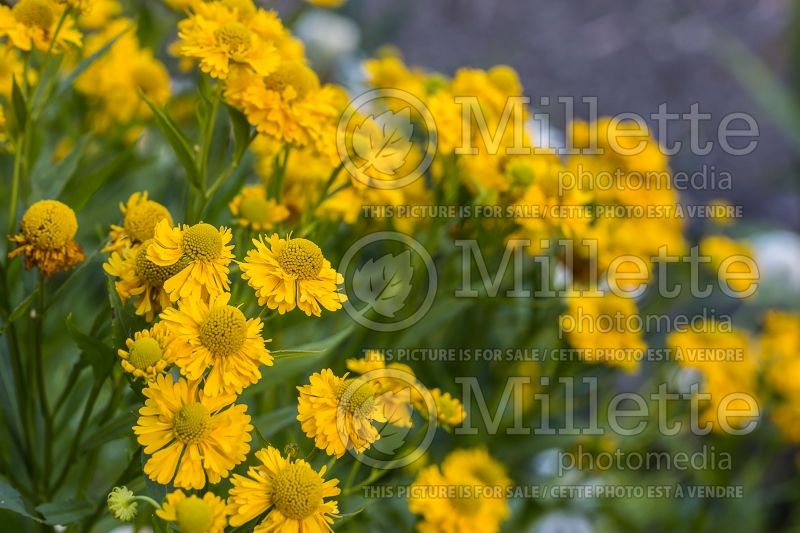 Helenium autumnale (Sneezeweed Daisy) 1 