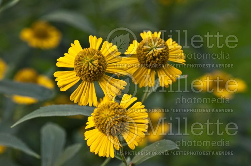 Helenium autumnale (Sneezeweed Daisy) 2 