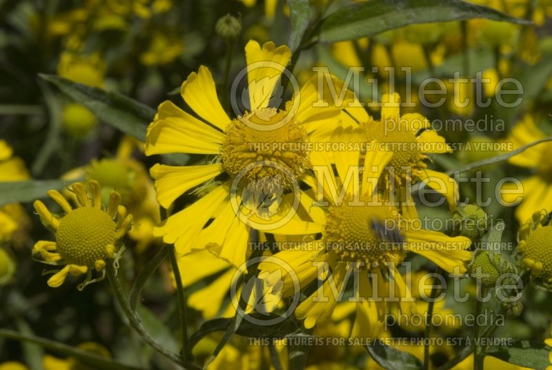 Helenium autumnale (Sneezeweed Daisy) 3 