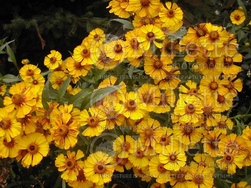 Helenium autumnale (Sneezeweed Daisy) 4 