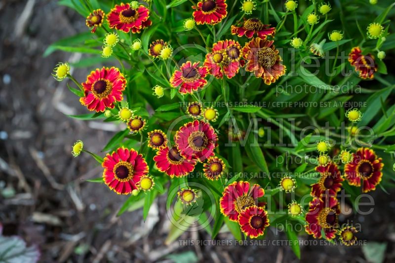 Helenium Mariachi Bandera (Sneezeweed Dog-tooth Daisy) 1