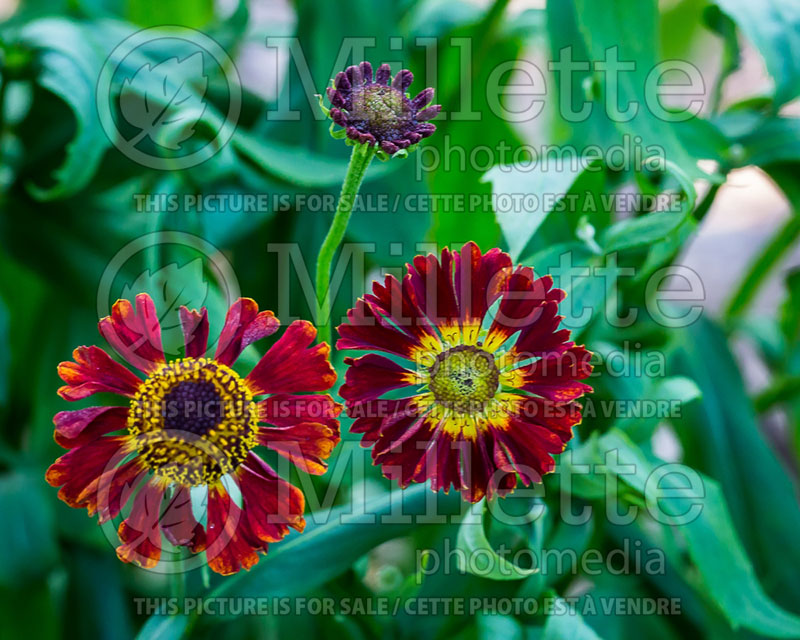 Helenium Mariachi Salsa (Sneezeweed Dog-tooth Daisy) 1