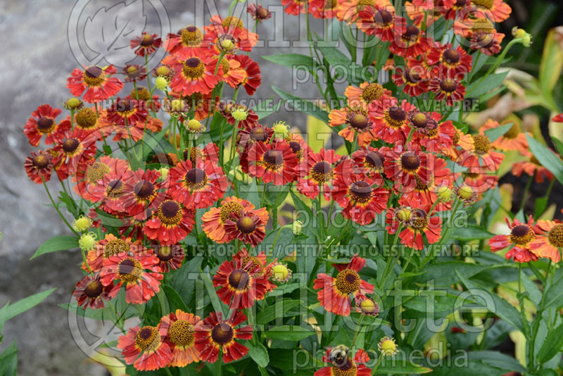 Helenium Mariachi Salsa (Sneezeweed Dog-tooth Daisy) 3