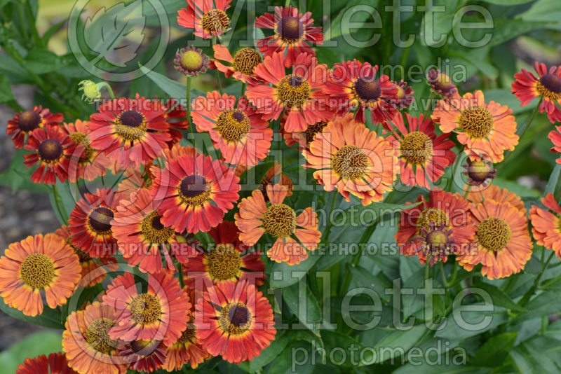 Helenium Mariachi Salsa (Sneezeweed Dog-tooth Daisy) 4