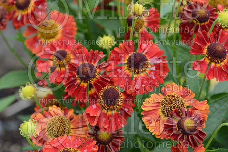 Helenium Mariachi Salsa (Sneezeweed Dog-tooth Daisy) 5