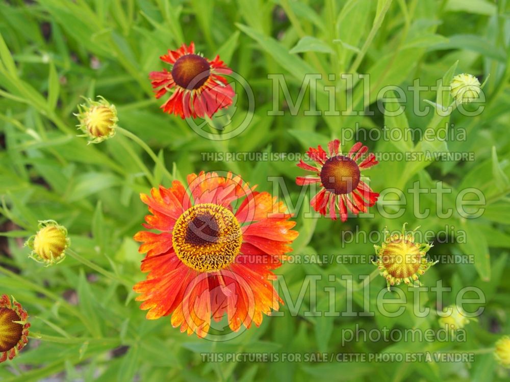 Helenium Moerheim Beauty (Sneezeweed Dog-tooth Daisy) 4