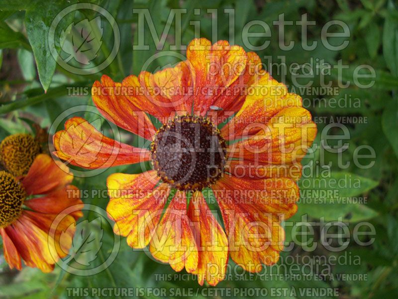 Helenium Chelsey (Sneezeweed Dog-tooth Daisy)  2