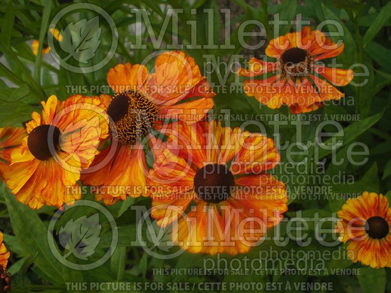 Helenium Chelsey (Sneezeweed Dog-tooth Daisy)  1