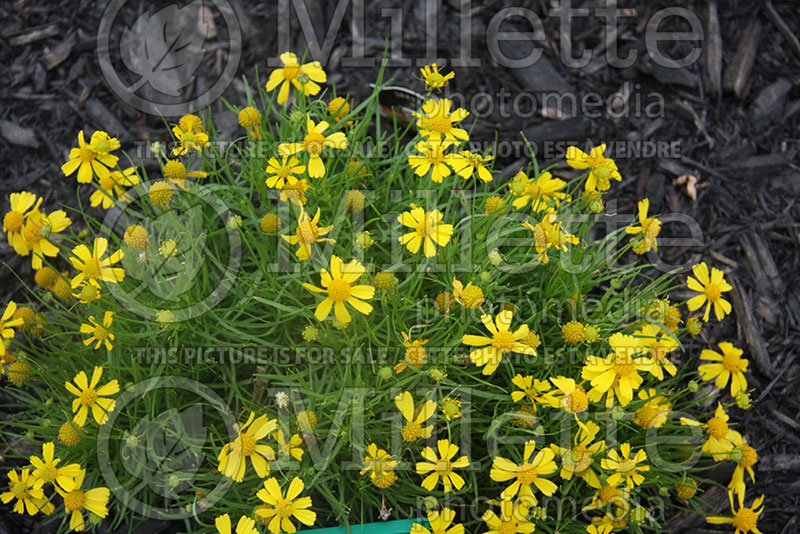 Helenium Dakota Gold (Sneezeweed Dog-tooth Daisy) 2 