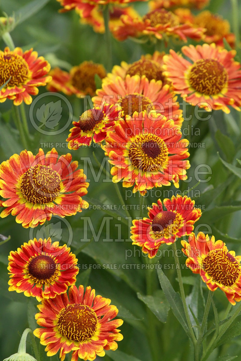 Helenium Mariachi Fuego (Sneezeweed Dog-tooth Daisy) 1