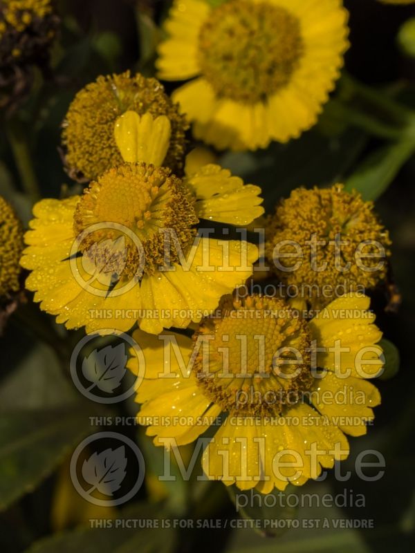 Helenium Kanaria or Canary (Sneezeweed Dog-tooth Daisy) 1 