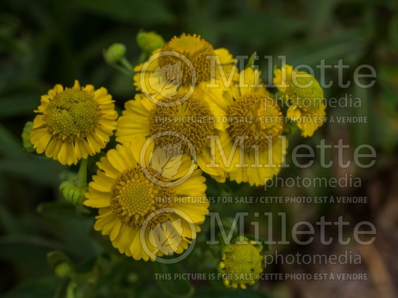 Helenium Kanaria or Canary (Sneezeweed Dog-tooth Daisy) 2 