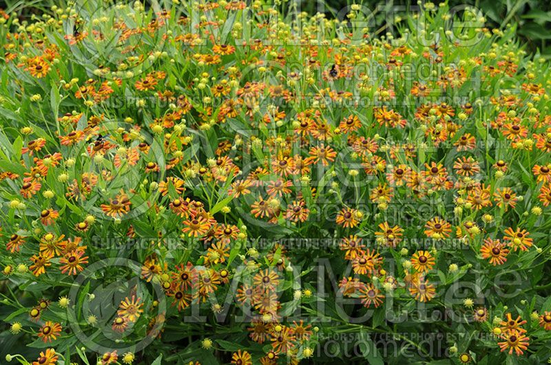 Helenium Loysder Wieck (Sneezeweed Dog-tooth Daisy)  3