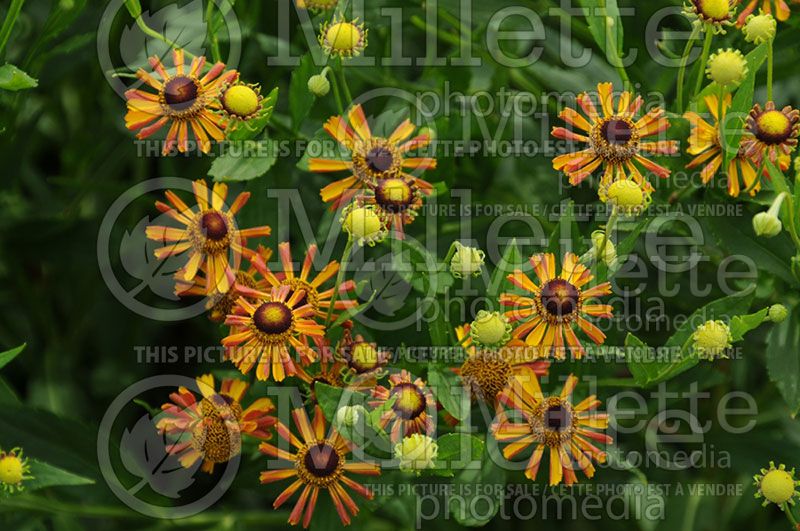 Helenium Loysder Wieck (Sneezeweed Dog-tooth Daisy)  2