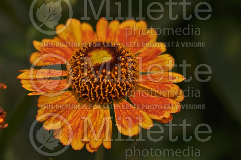 Helenium Mardi Gras or Helbro (Sneezeweed Dog-tooth Daisy) 6 