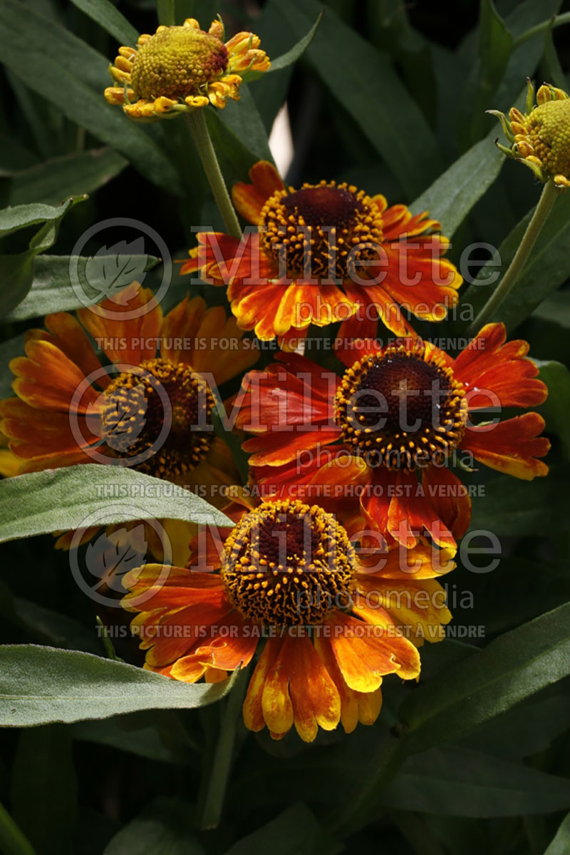 Helenium Mardi Gras or Helbro (Sneezeweed Dog-tooth Daisy) 7 