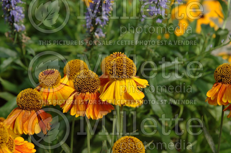 Helenium Mardi Gras or Helbro (Sneezeweed Dog-tooth Daisy) 5 