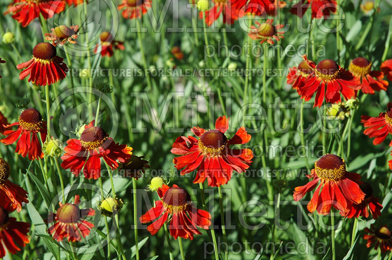 Helenium Moerheim Beauty (Sneezeweed Dog-tooth Daisy) 2