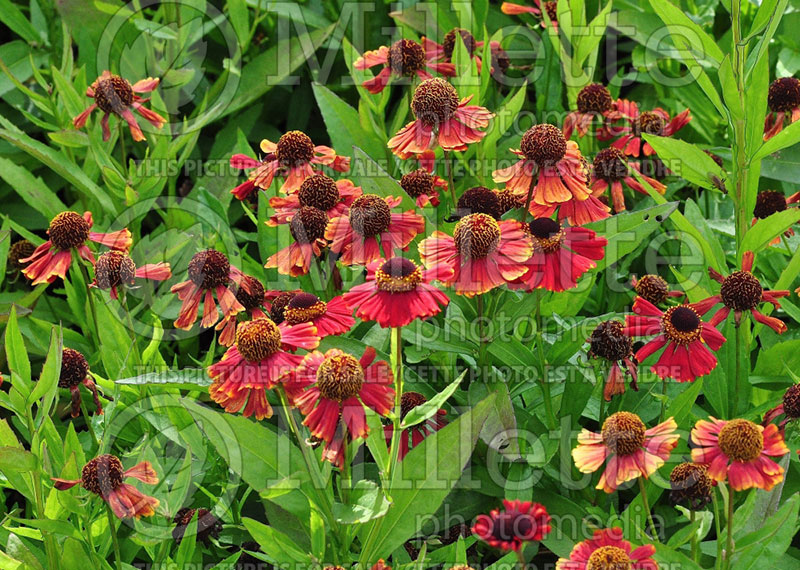 Helenium Red Jewel (Sneezeweed) 1 