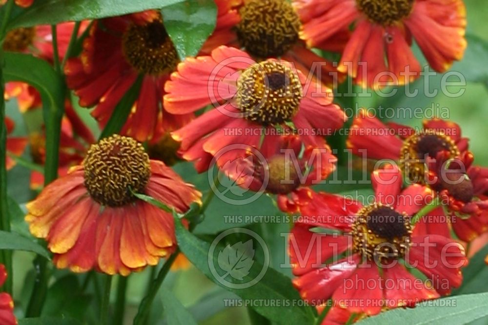 Helenium Red Jewel (Sneezeweed) 2 