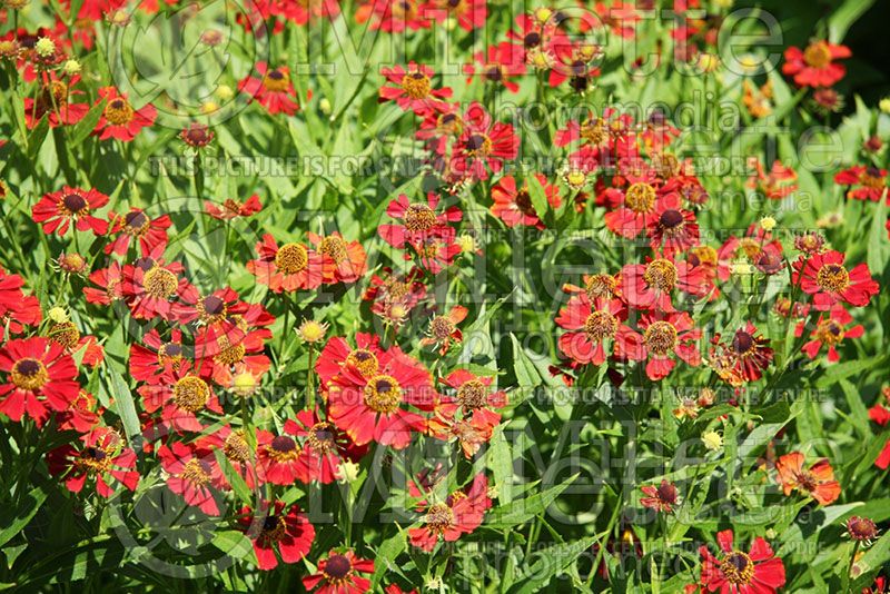 Helenium Rubinzwerg (Sneezeweed Dog-tooth Daisy) 1