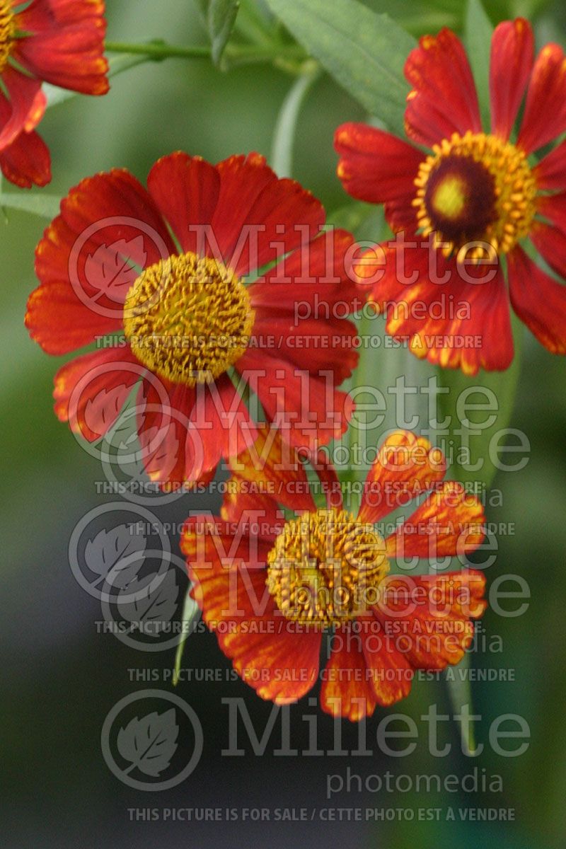 Helenium Ruby Tuesday (Sneezeweed) 1