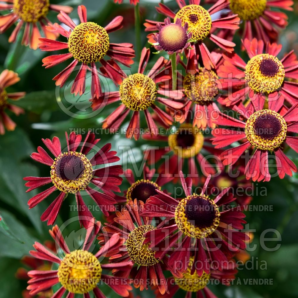 Helenium Ruby Tuesday (Sneezeweed) 3 