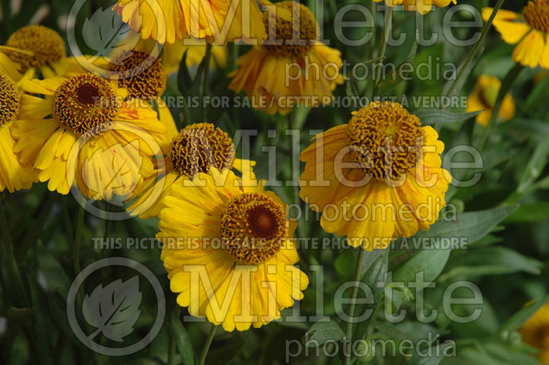 Helenium Sahin's Early Flowerer (Sneezeweed Dog-tooth Daisy) 1