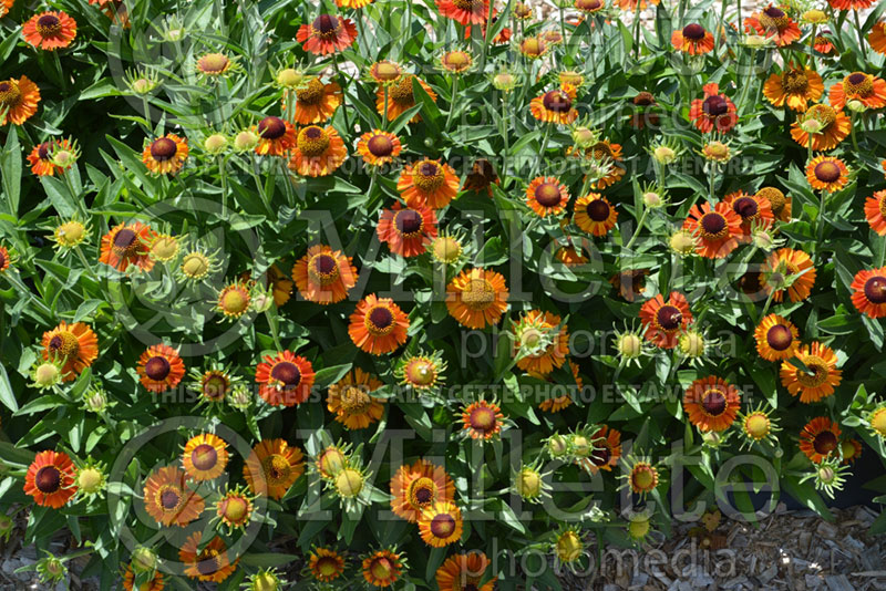 Helenium Short 'n' Sassy (Sneezeweed Dog-tooth Daisy) 1 