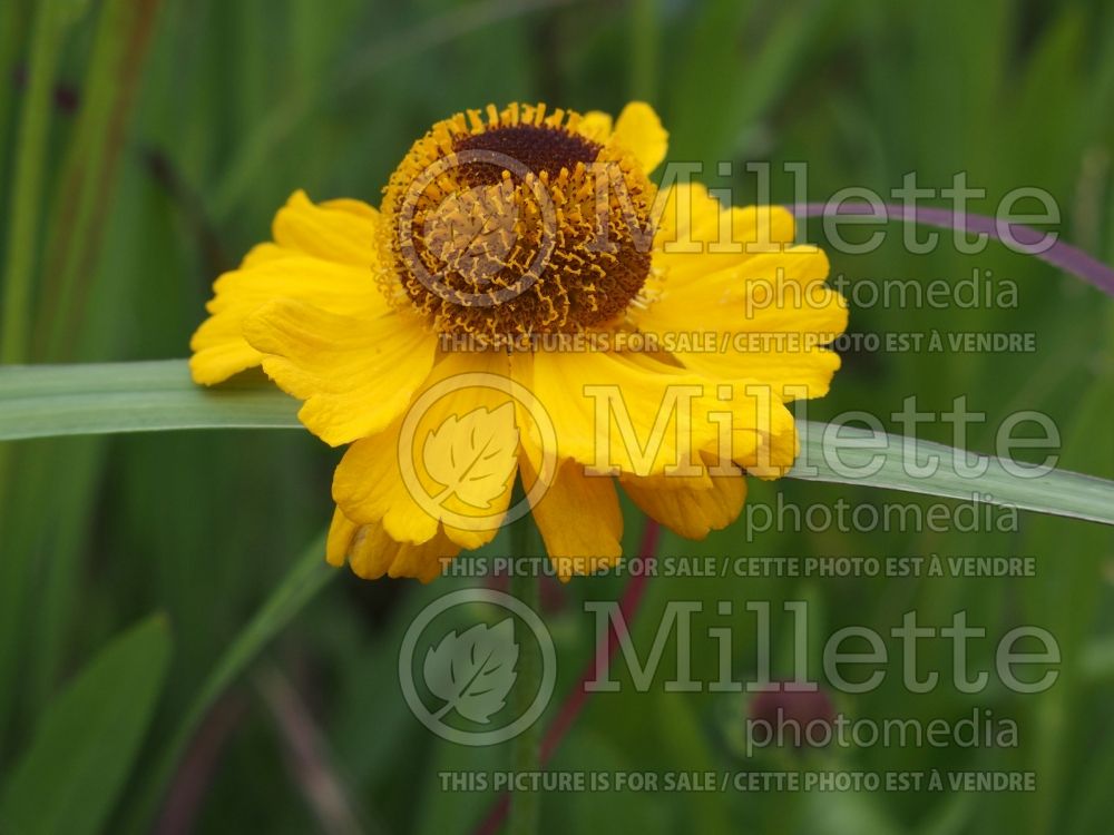 Helenium The Bishop (Sneezeweed Dog-tooth Daisy) 1