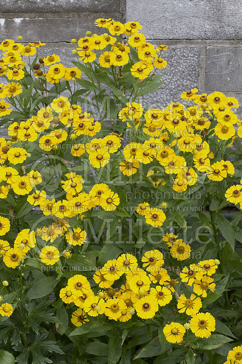 Helenium Zimbelstern (Sneezeweed Dog-tooth Daisy) 1 