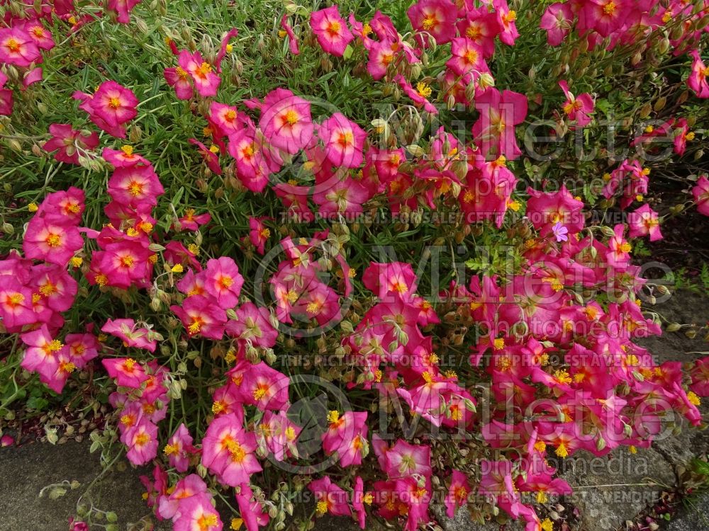Helianthemum Georgeham (Rock Rose) 1  